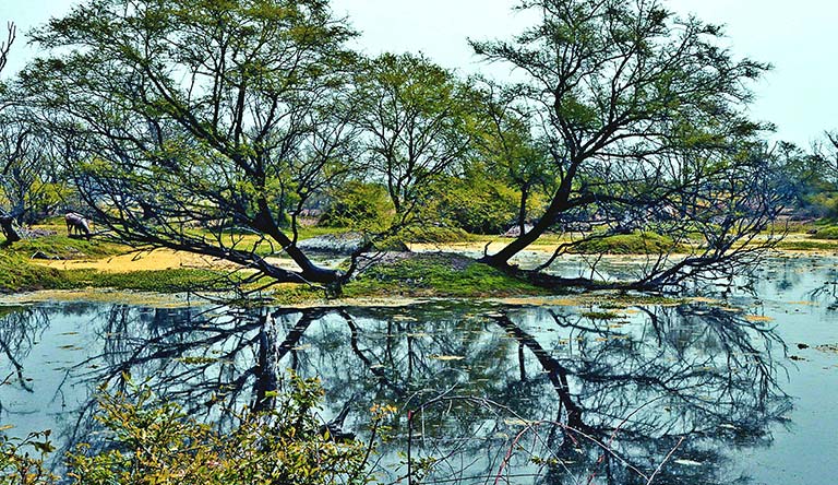 calm-waters-gir-forest-sasan-gir-gujarat-india